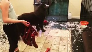 Newfoundland puppy makes gigantic living room mess