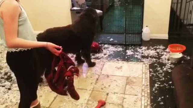 Newfoundland puppy makes gigantic living room mess