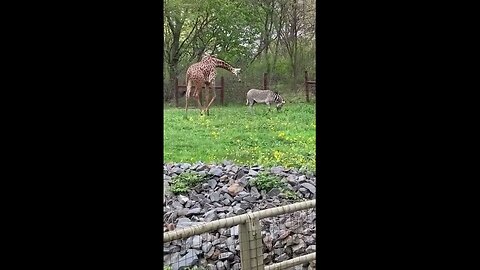 Adorable zebra and giraffe show their loving friendship