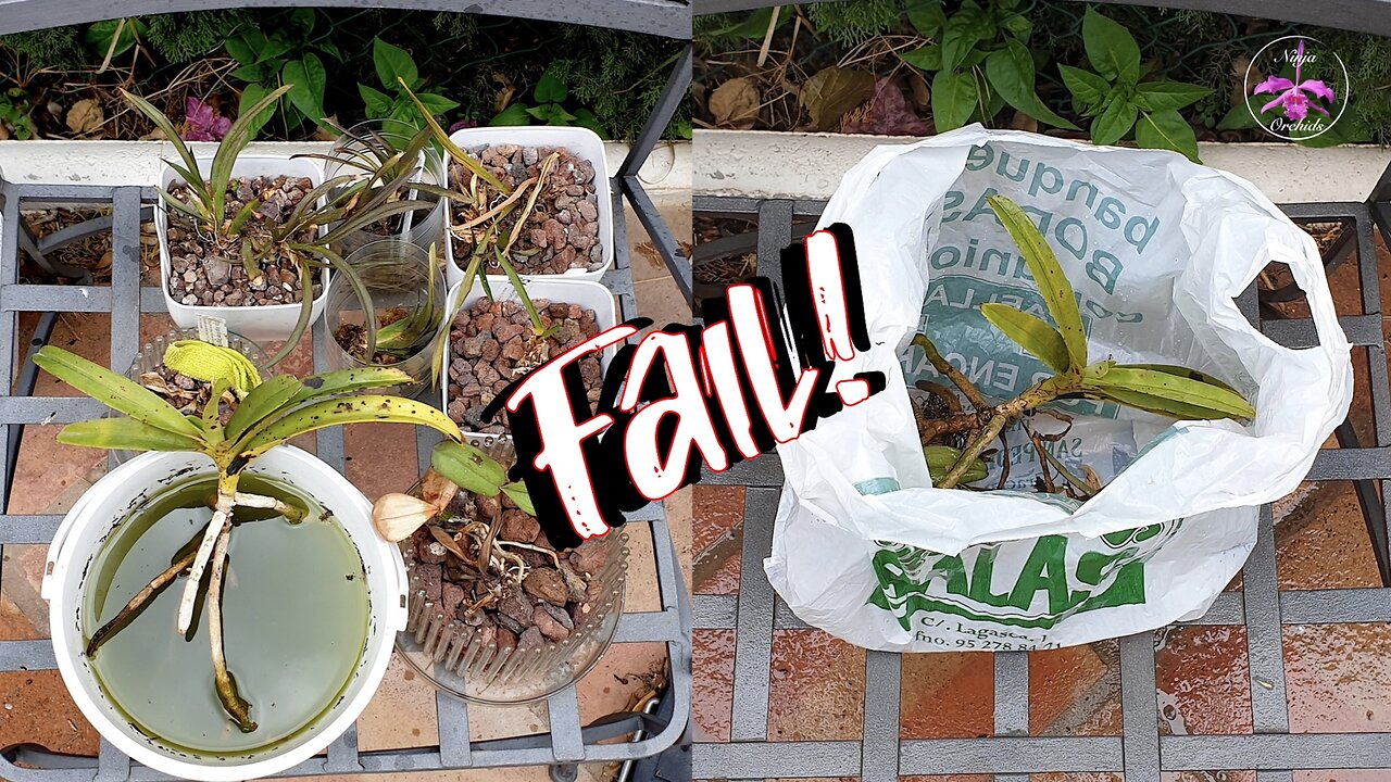 How Long is Long Enough Before Orchids are Considered a Loss? Leaving The Patio are... #ninjaorchids