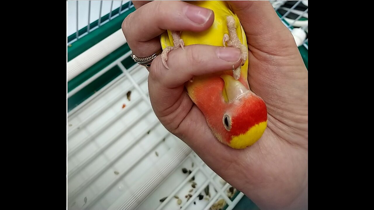 Yellow parrot lovebird