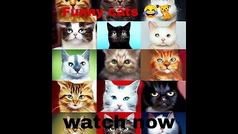 A compilation of funny cat videos, cat fights and funny cats