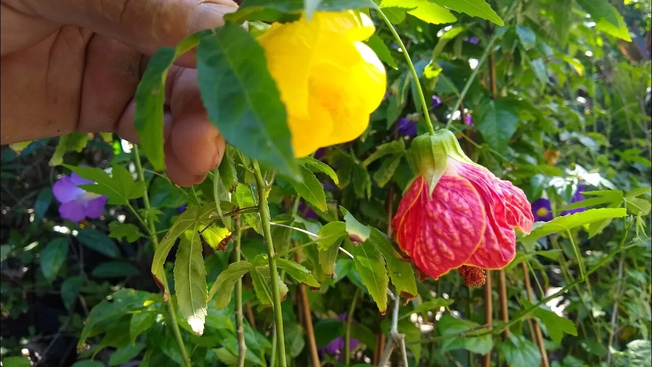 lanterna chinesa amarela e vermelha hibisco multicolor jasmim do Caribe...