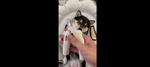 Dog cleaning Time. Spa asmr