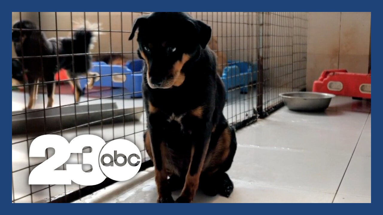 Proposed CA law addressing animal euthanasia crisis