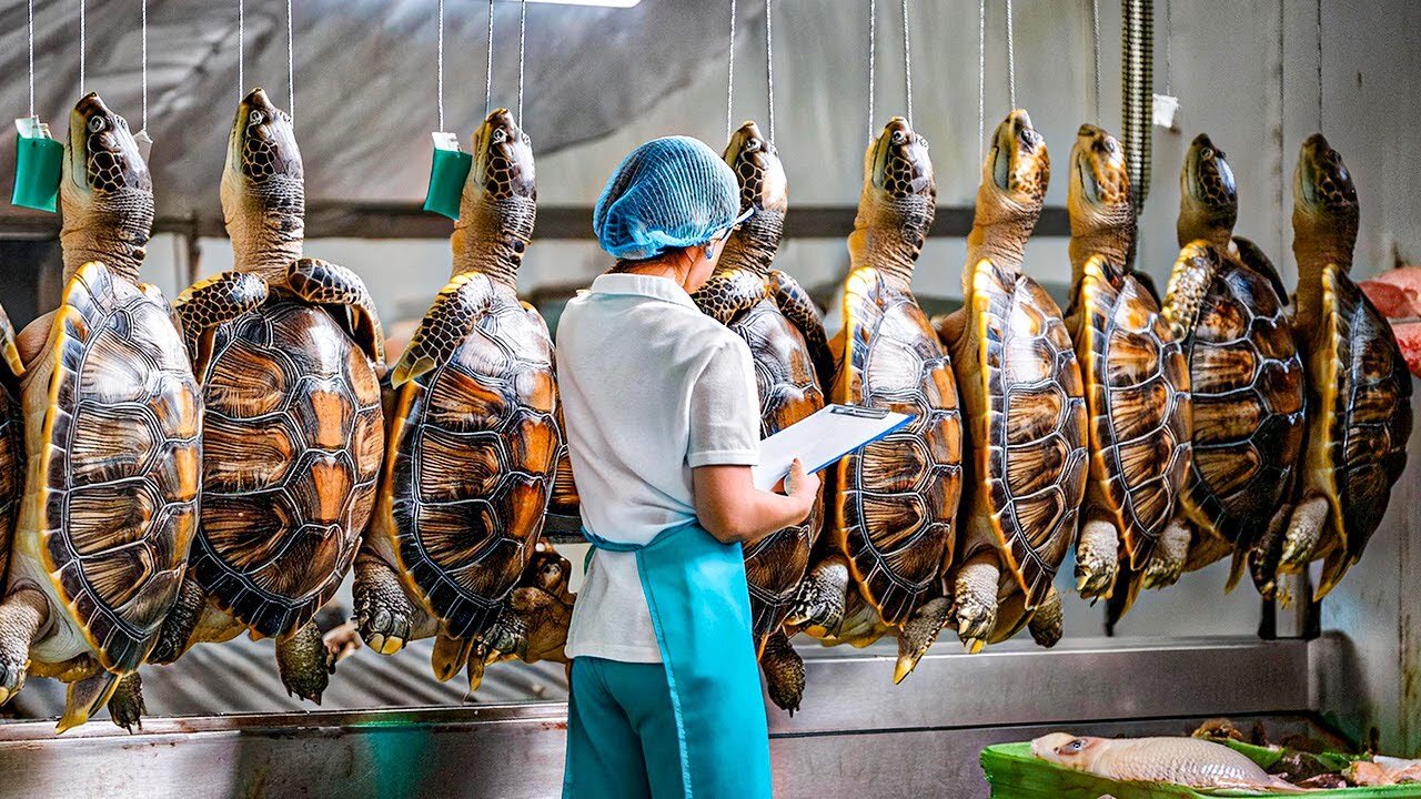 Turtles Farm - How Farmers Raise Millions of Soft-Shelled Turtles - Turtles Processing in Factory