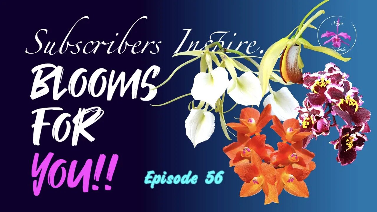 SUBSCRIBERS INSPIRE| You color my life | Blooms for YOU! Episode 56 🌸🌺🌼💐#Orchids #OrchidsinBloom