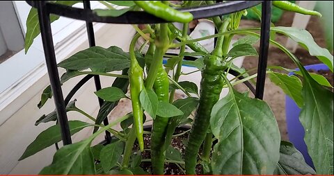 SNOW IN JUNE?? Must be Alberta! Pepper & Plant Updates! - Balcony Review #10