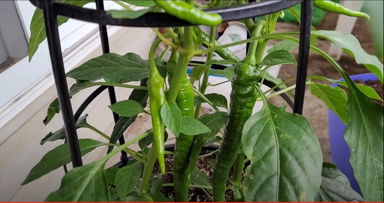 SNOW IN JUNE?? Must be Alberta! Pepper & Plant Updates! - Balcony Review #10