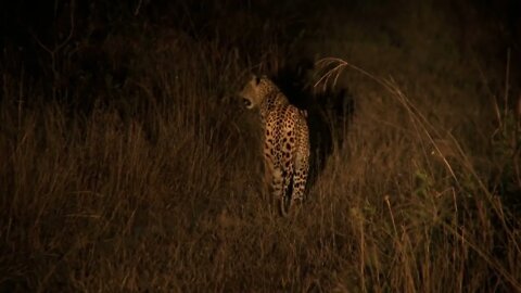 Leopard At Night