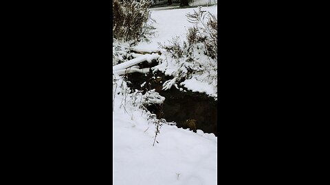 Creek Snow