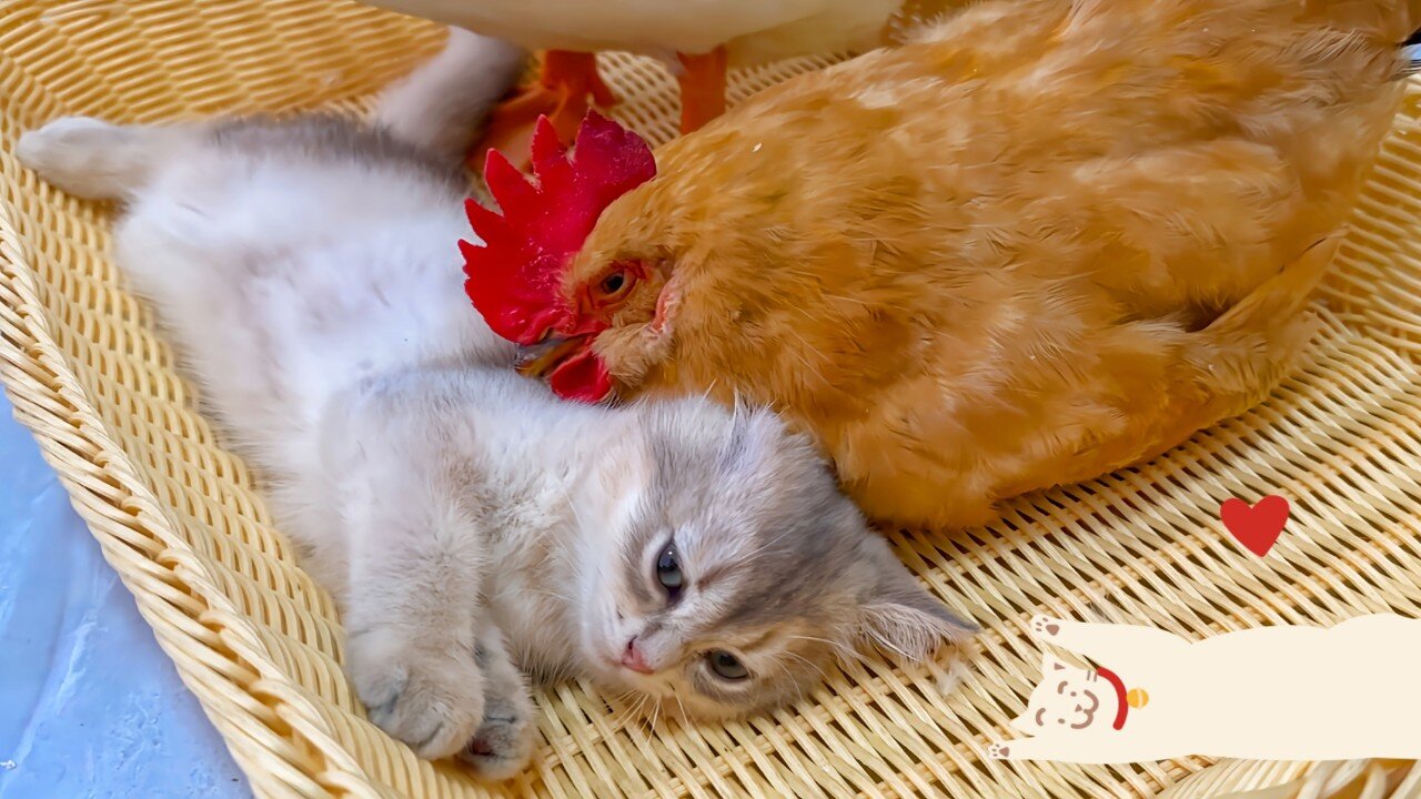 What's the situation? The idea of chickens and ducks was rejected by cats! | Kittens are so cute