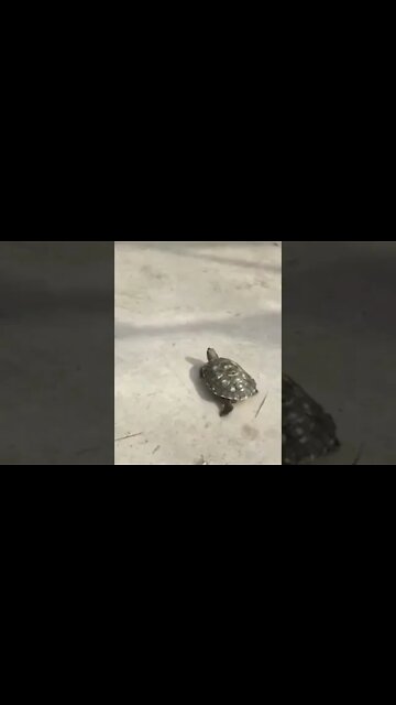 Animais fofos#funny cats compilation#cute animals#funny animals#gatos#cachorros,#takinanet#shorts