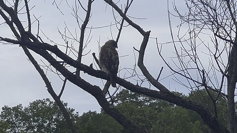 Hawk looking for a meal