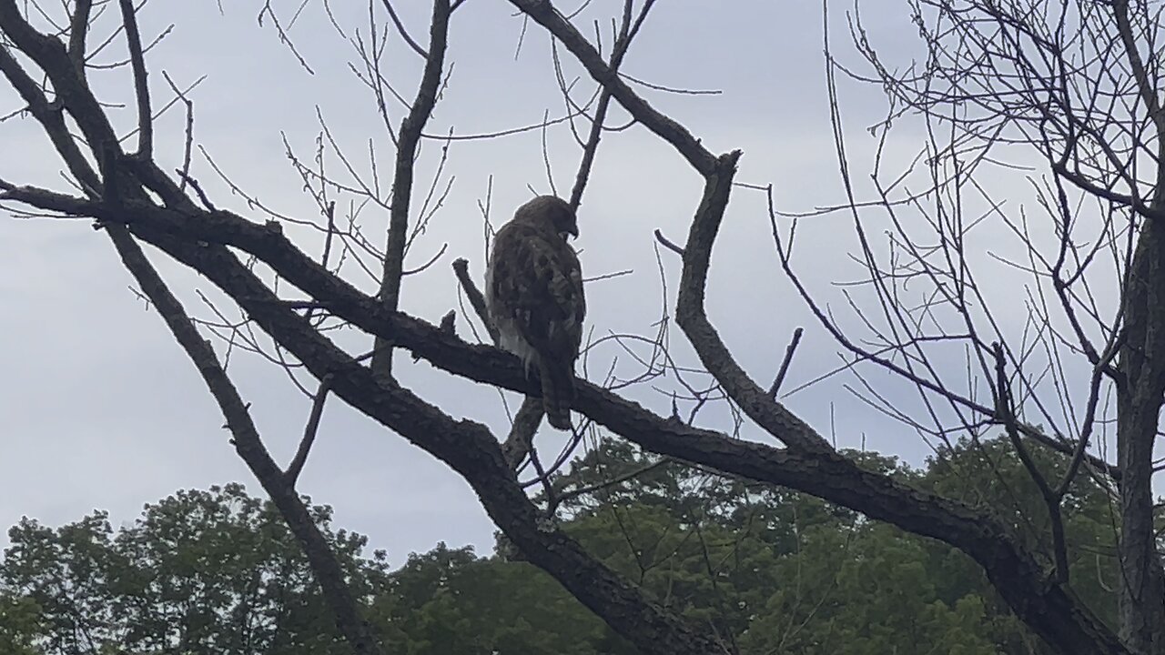 Hawk looking for a meal