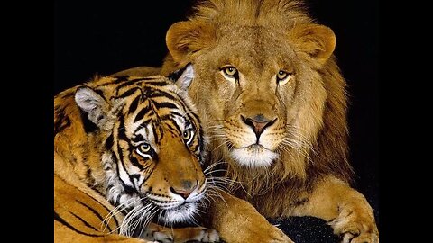 Amazing Animals