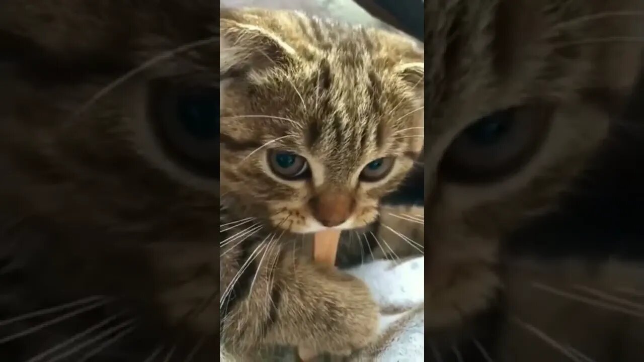 Cute Cat | Funny Animals