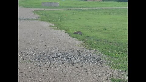 Rabbit