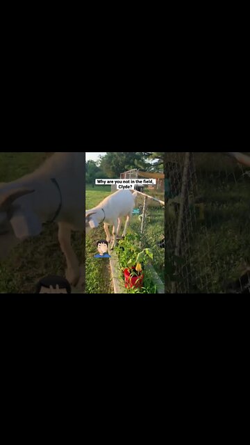 Goats wreck everything #shorts