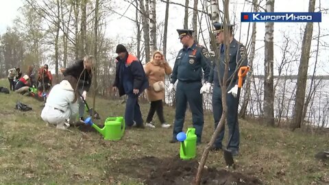 «Сад памяти» в Сестрорецке пополнился новыми деревьями