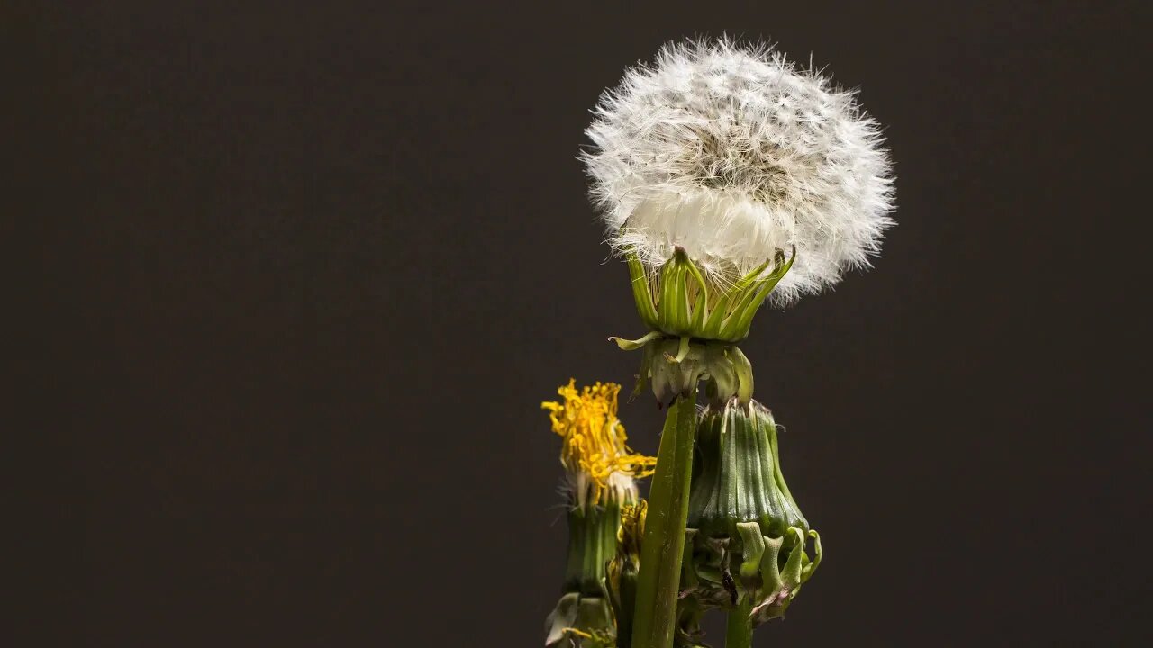 Dandelion Blooming