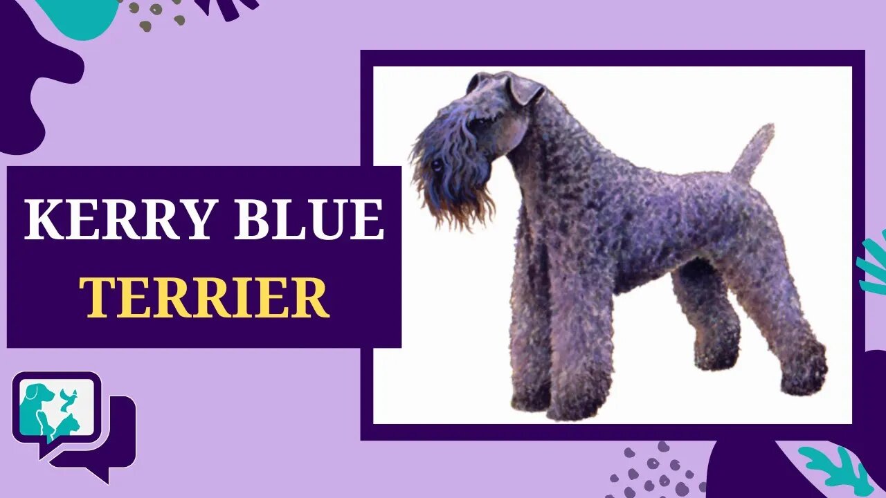 KERRY BLUE TERRIER: TUDO SOBRE A RAÇA