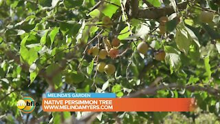 Melinda’s Garden Moment – edible and beautiful North American native persimmon tree