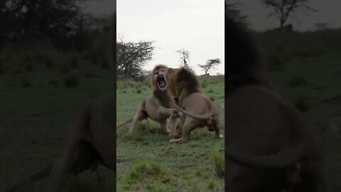 Powerful Male Lions Show Incredible Strength!💪💪#shorts #safari #travel #travelling