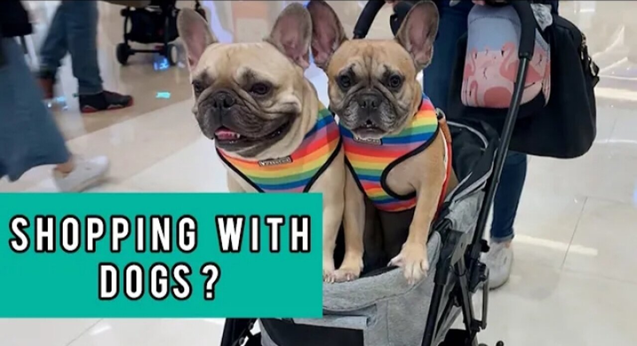 Visiting Starfield The Biggest Dog Friendly Mall With Two Frenchies