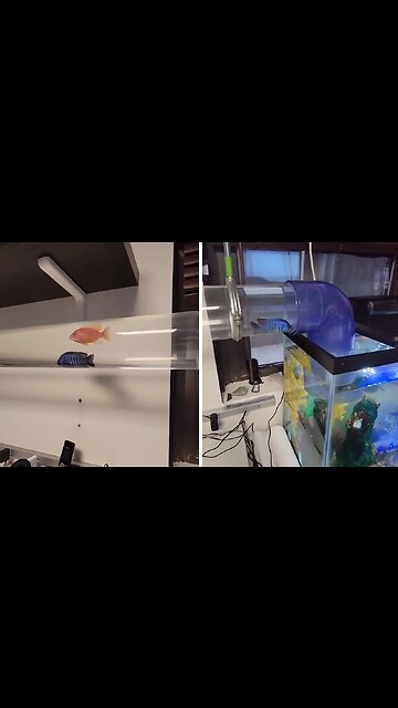 Fish Swims Girlfriend Home To Her Tank