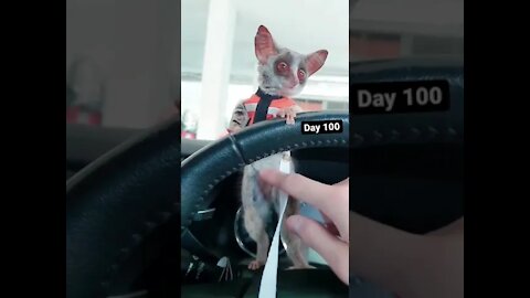 QUEM SABE QUE BICHINHO É ESSE