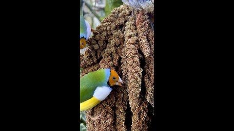 Gouldian finches