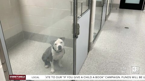 Nebraska Humane Society: Select dogs eligible for $30 adoption fee