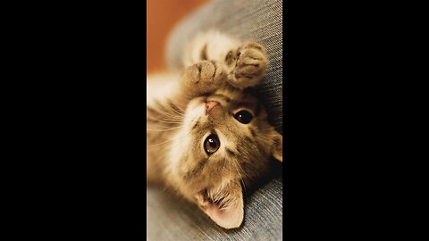 Beware as you can have a heart attack! ❤🐱 Either because it's too cute or scary...