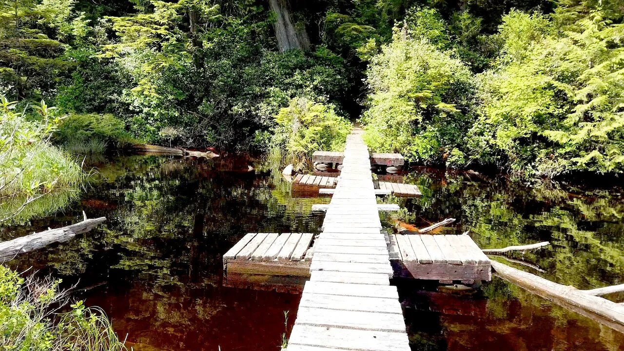 Keeha Bay Trail 12 km | Vancouver Island, Canada