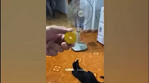 lemon 🍋 cat😱😂