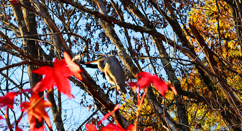 Blue Heron at the Pond's Edge - Growing in the Garden with God