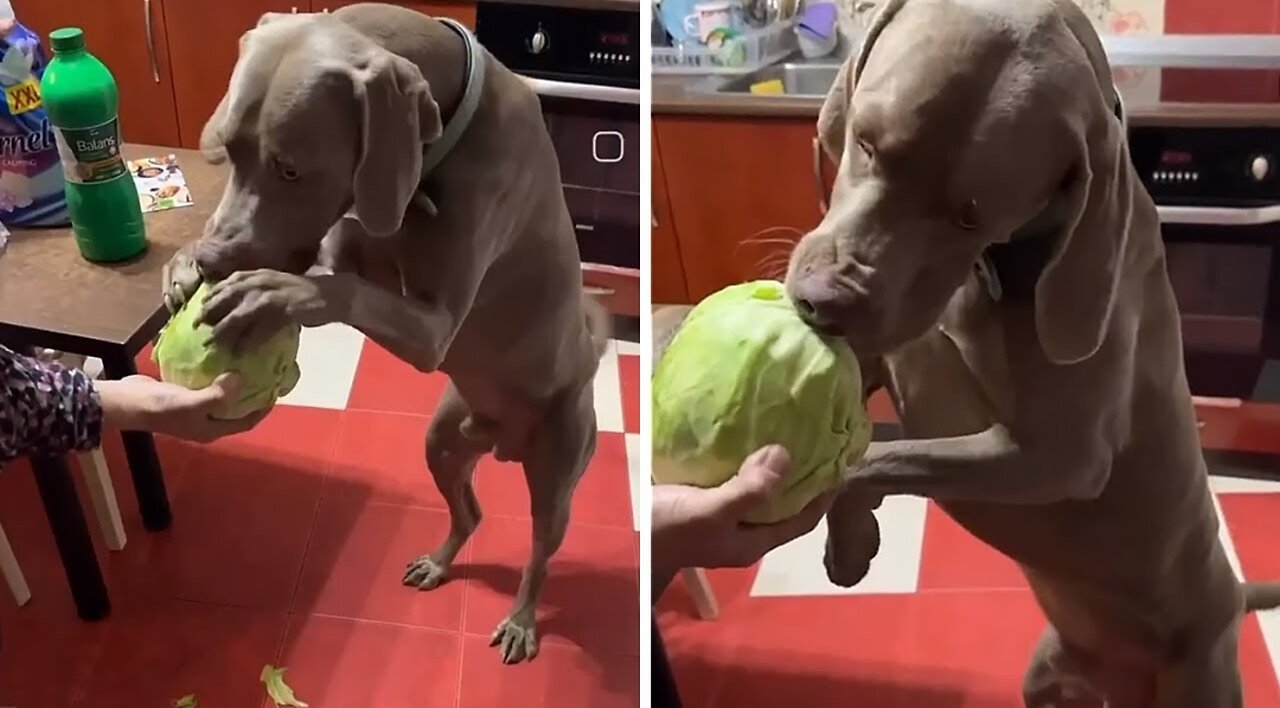 Healthy pup enjoys tasty cabbage snack