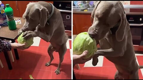 Healthy pup enjoys tasty cabbage snack