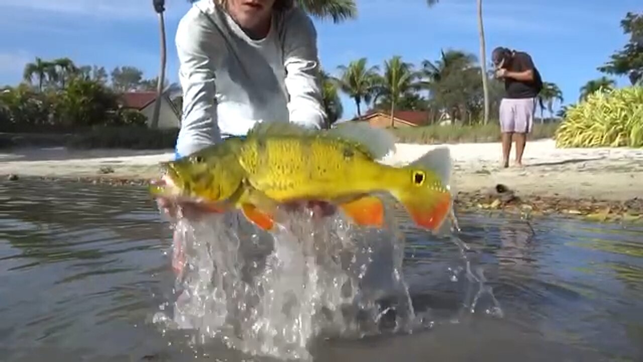 Giant Peacockbass in Miami Florida