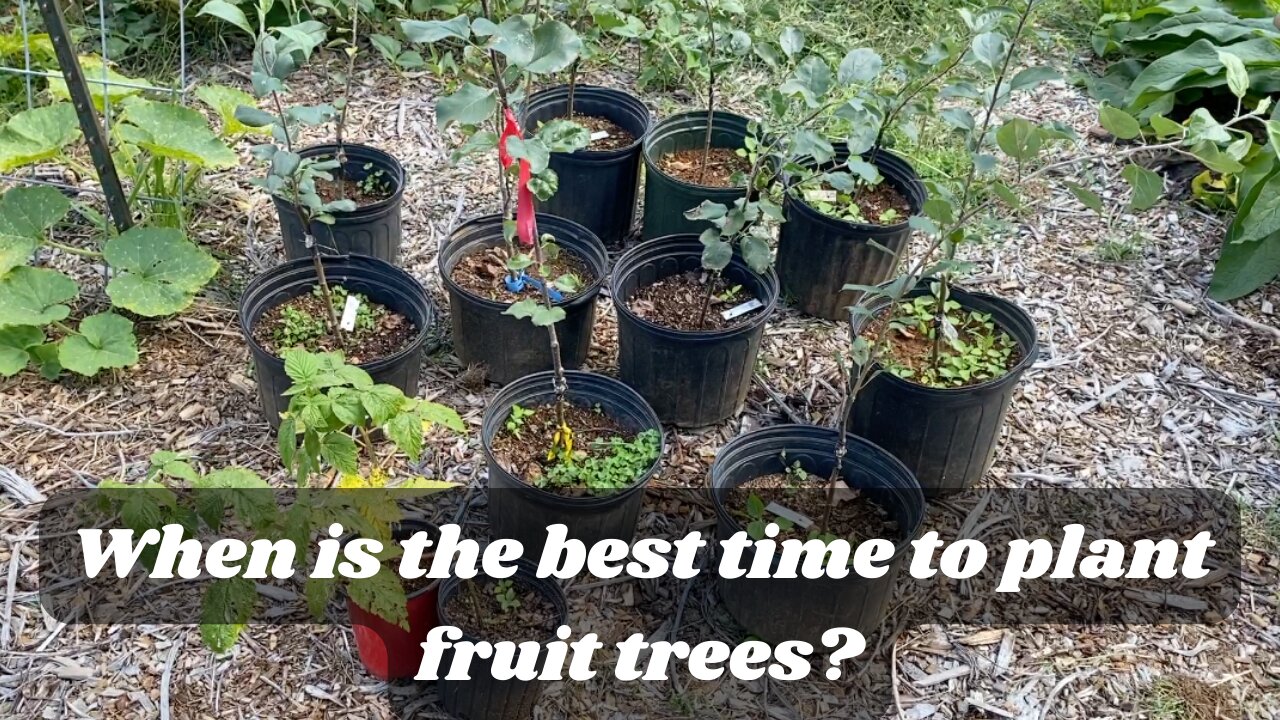 Rooted in Success: Navigating the Best Time to Plant Fruit Trees