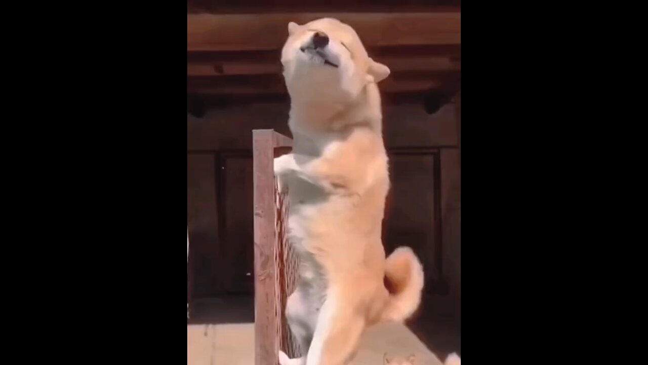 Dog laughing 😂 try not to laugh 😏😂