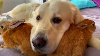 Golden Retriever uses his best friends rabbits as pillows!