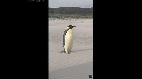 Emperor Penguin Travels Over 2,000 Miles From Home In Antarctica