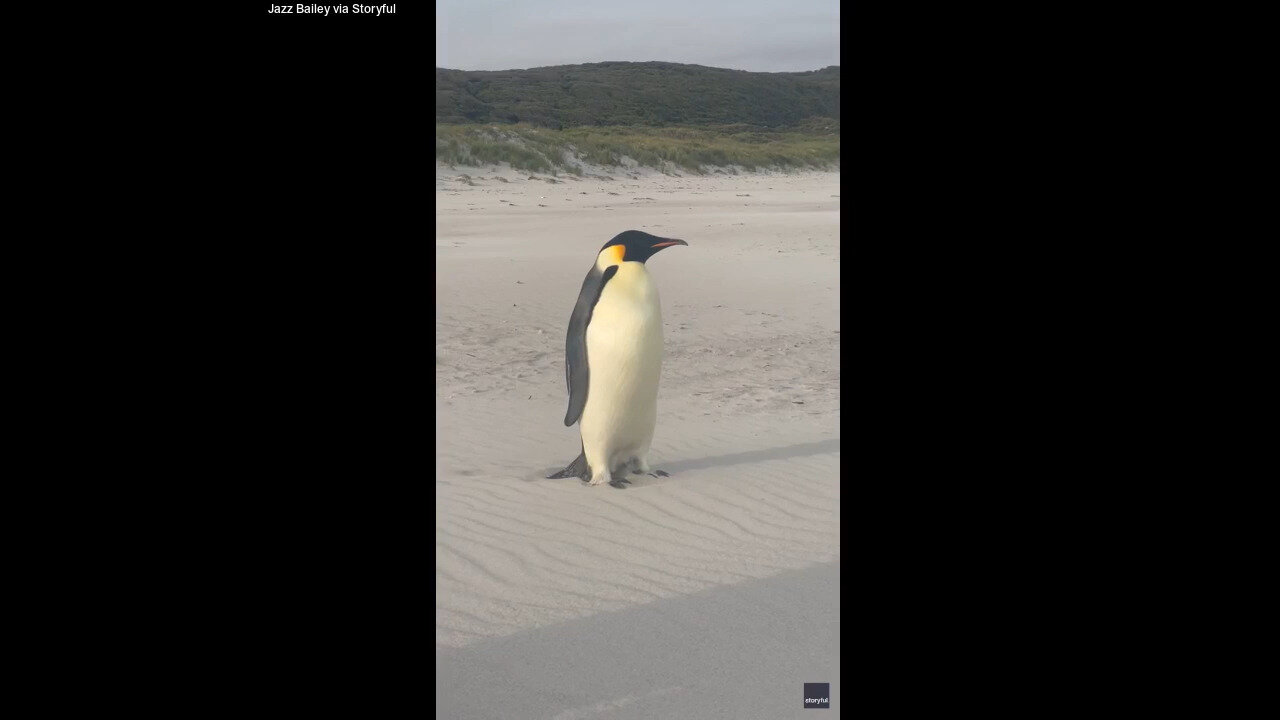 Emperor Penguin Travels Over 2,000 Miles From Home In Antarctica