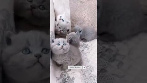 funny cat videos | cute cat videos| cute animals funny cats #shorts #shortsfunny #cutecat #funnycat