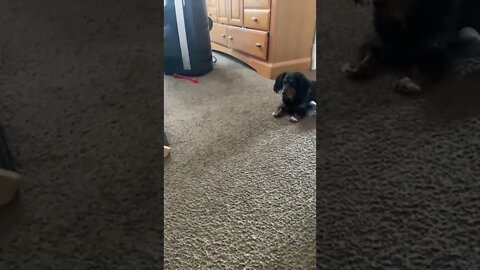 THE SLOW MO DOG !!!! #shorts #viral #dog #youtubeshorts