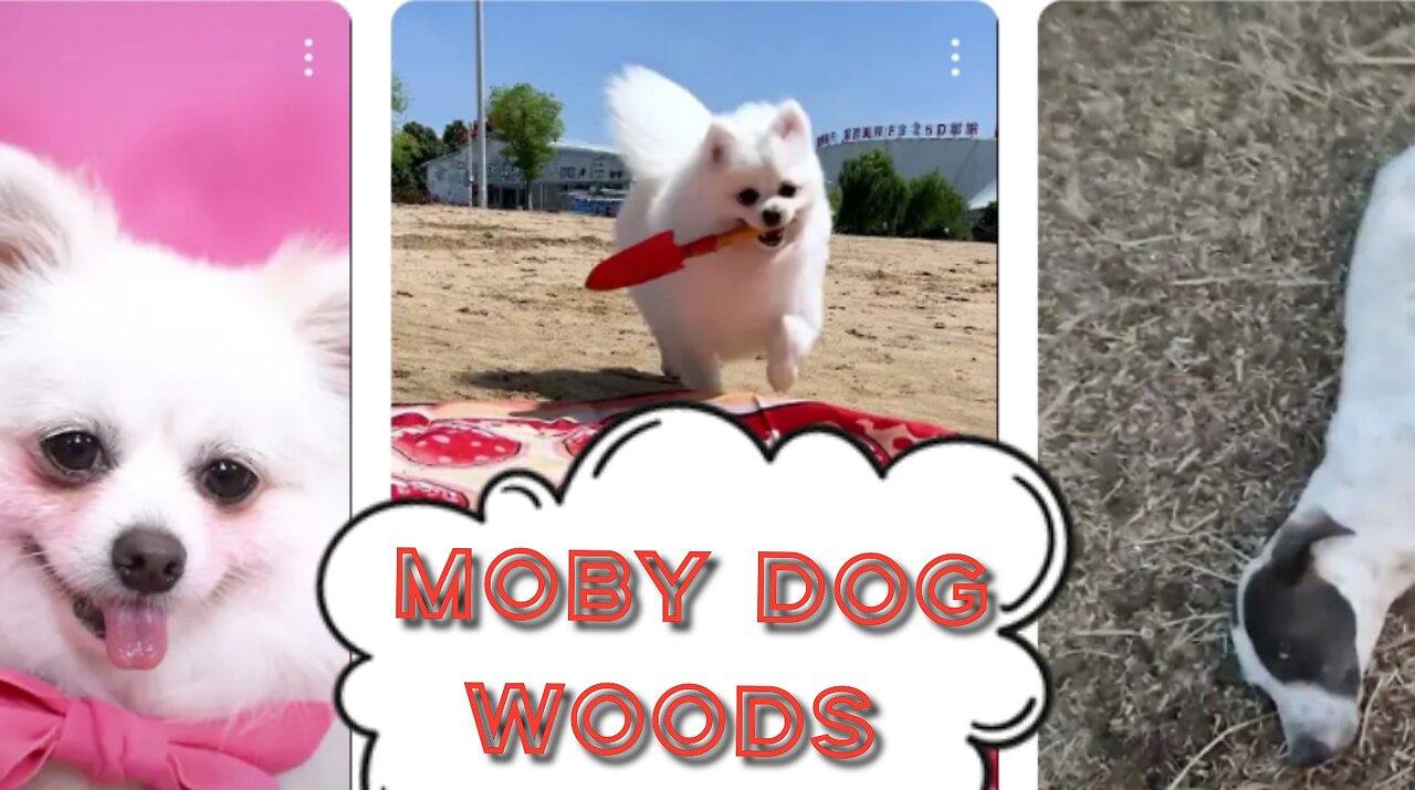 Moby Dog the whoods video