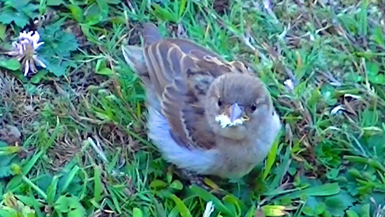 IECV NV #443 - 👀 The Little Hurt House Sparrow 🐥Who Passed Away Later😢 7-28-2017