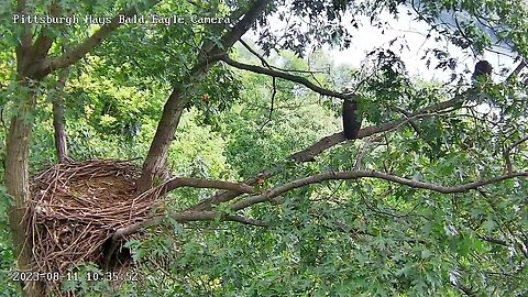 Hays Eagles Mom and Dad hanging out on the incline, dad off first then mom. 08-11-2023 10:35am